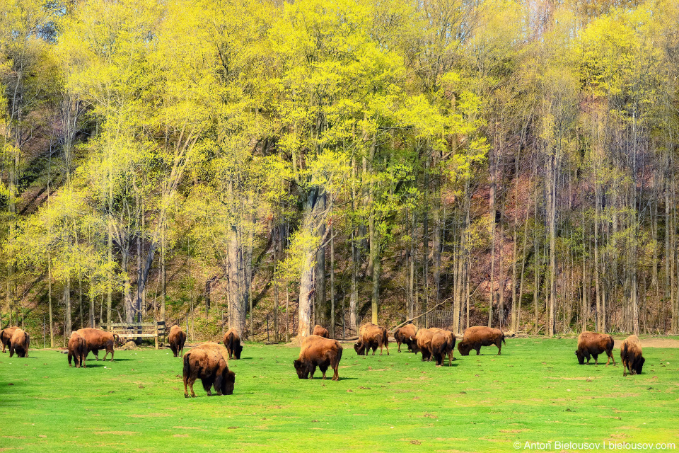 Buffalos in Toronto Zoo