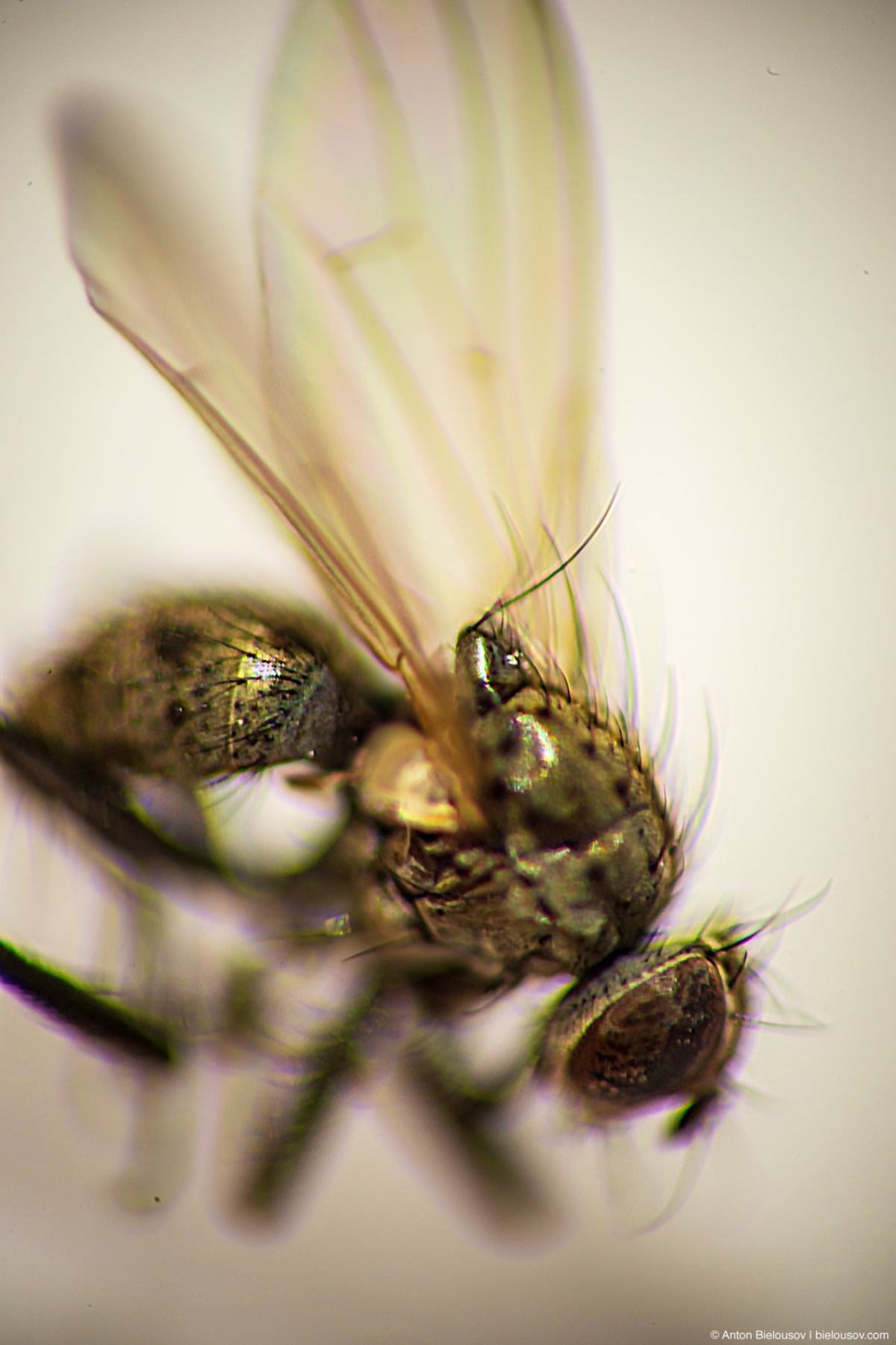 Home fly macro