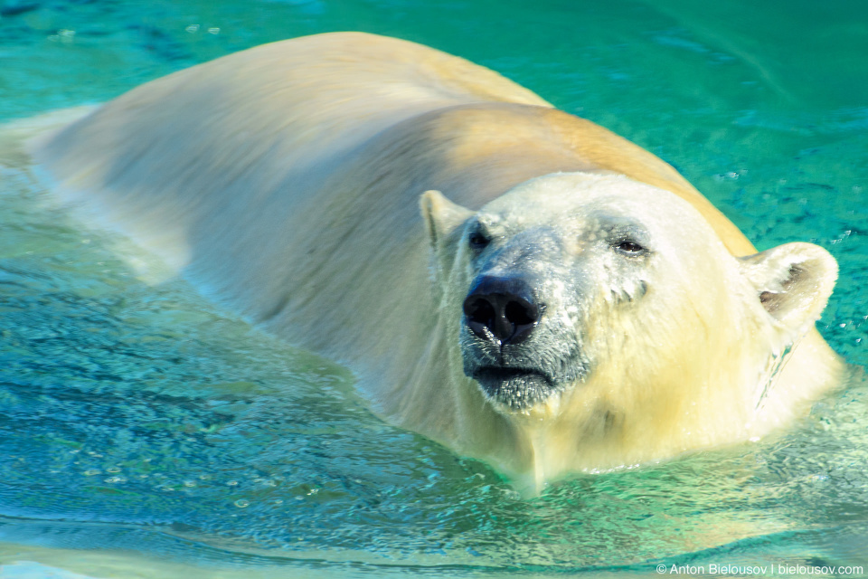 Polar Bear (Toronto Zoo)