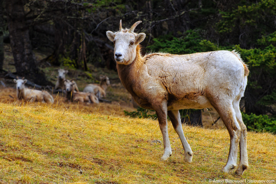 Bighorn sheep in Banff National Park