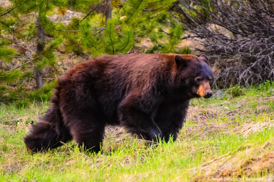 Black bear