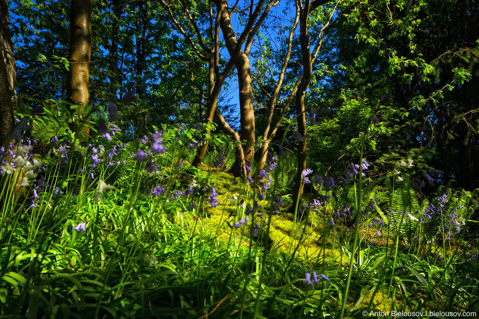 Capilano bridge flowers