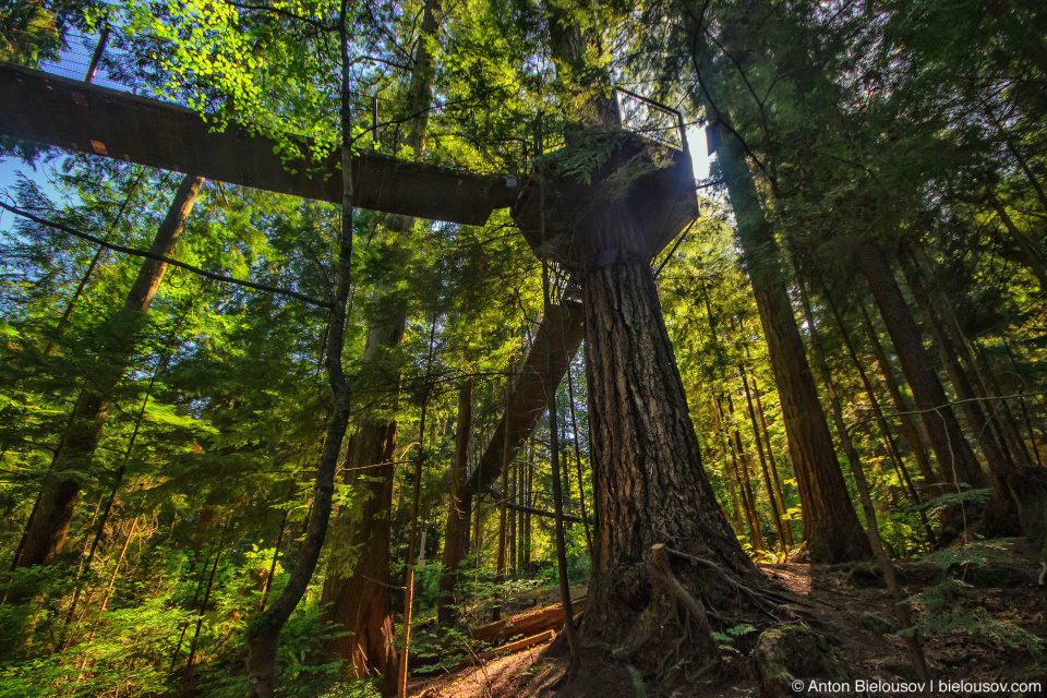 Capilano bridge Treetop Adventure