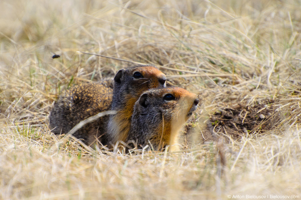 Columbian ground squirrel