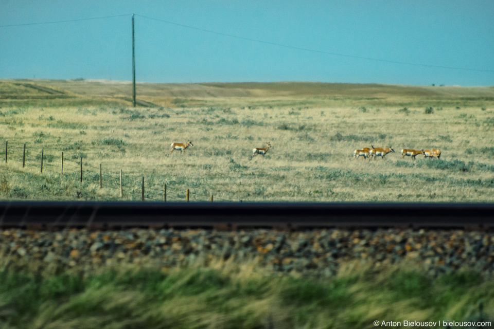 Deer near Trans-Canada Highway in Saskatchewan