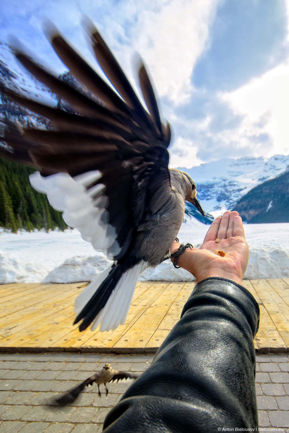 Feeding Clark's Nutcracker (Lake Louise in Banff National Park, Alberta, Canada)