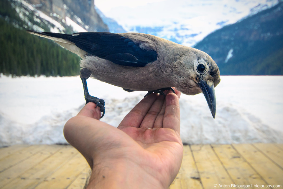 Feeding Clark's Nutcracker (Lake Louise in Banff National Park, Alberta, Canada)