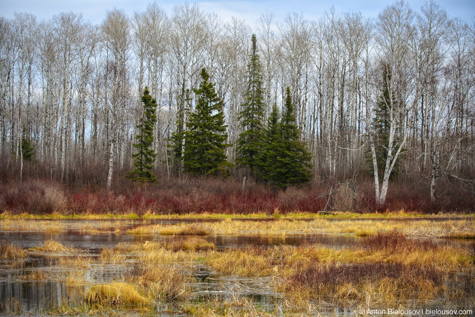 North Ontario marsh