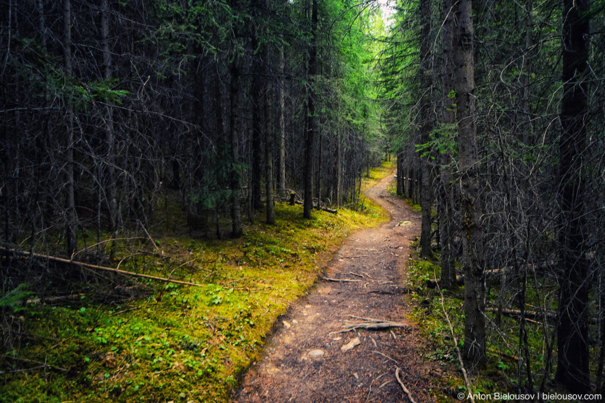 Trail to Wapta Falls — Yoho National Park