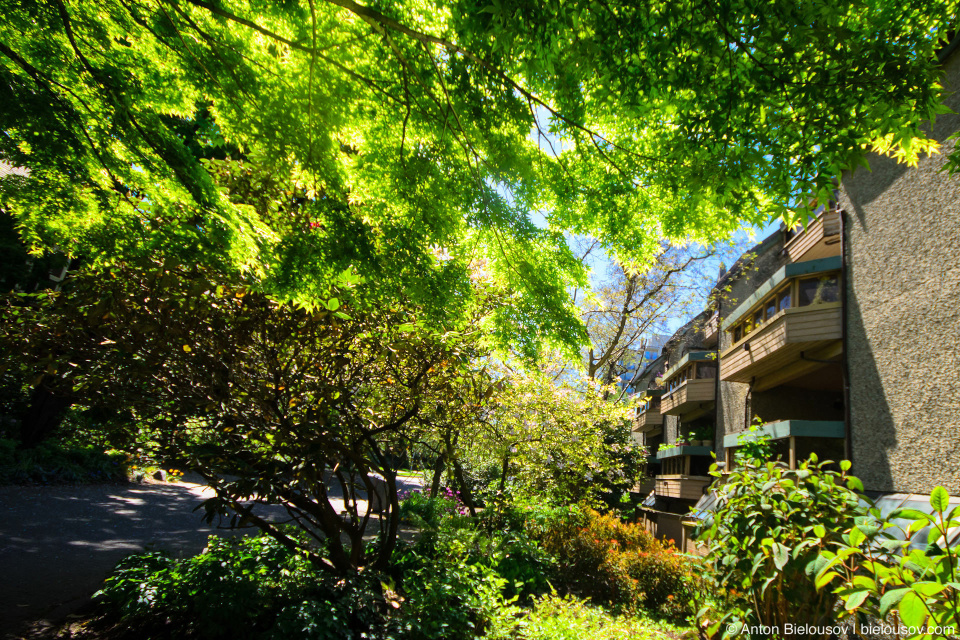 Vancouver West-end tree shade street