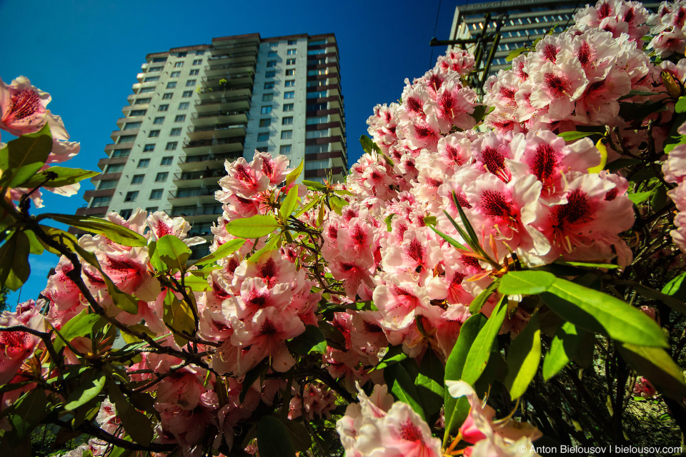 Vancouver West-end residential area flowers