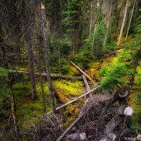 Yoho National Park forest Yoho National Park forest