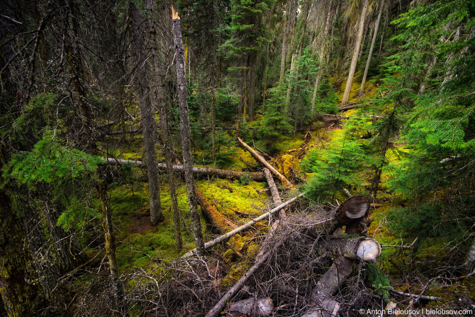 Yoho National Park forest