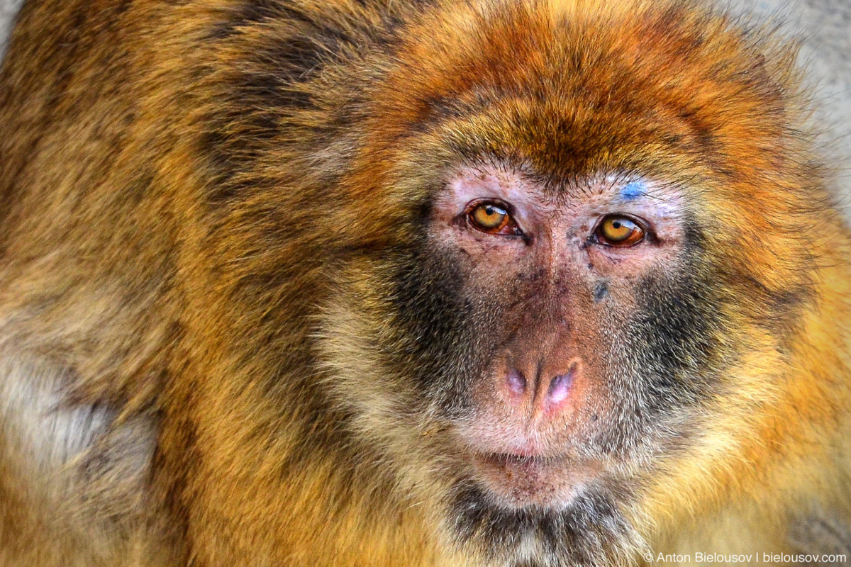 Фото: Зоопарк Торонто (Toronto Zoo)