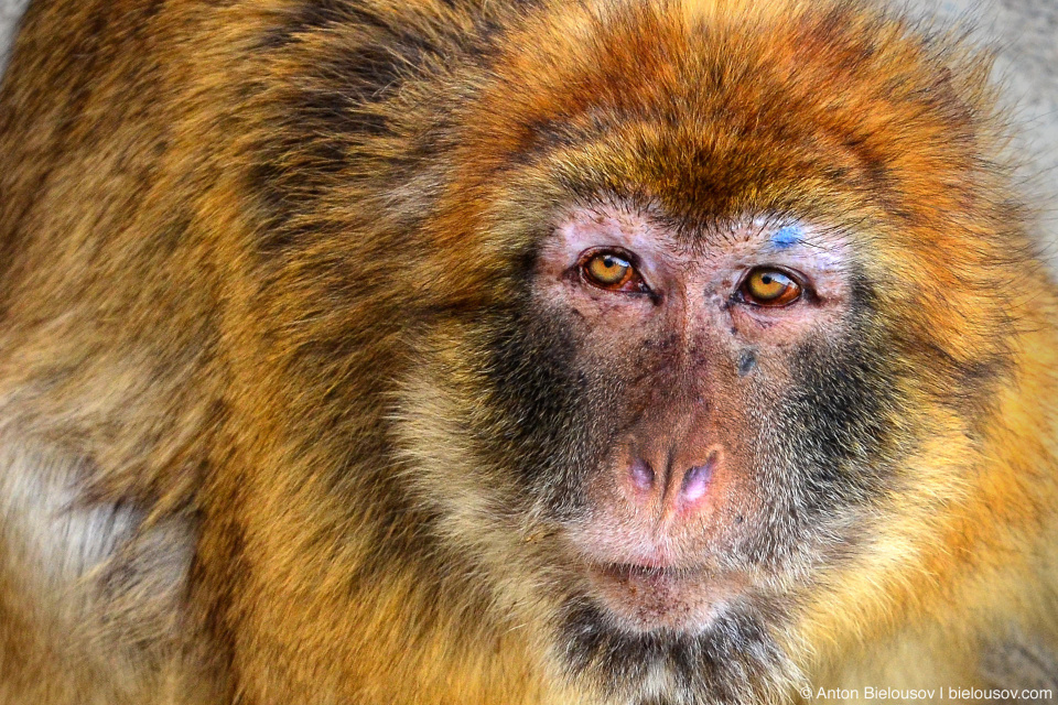 Barbary ape (Macaca sylvanus)