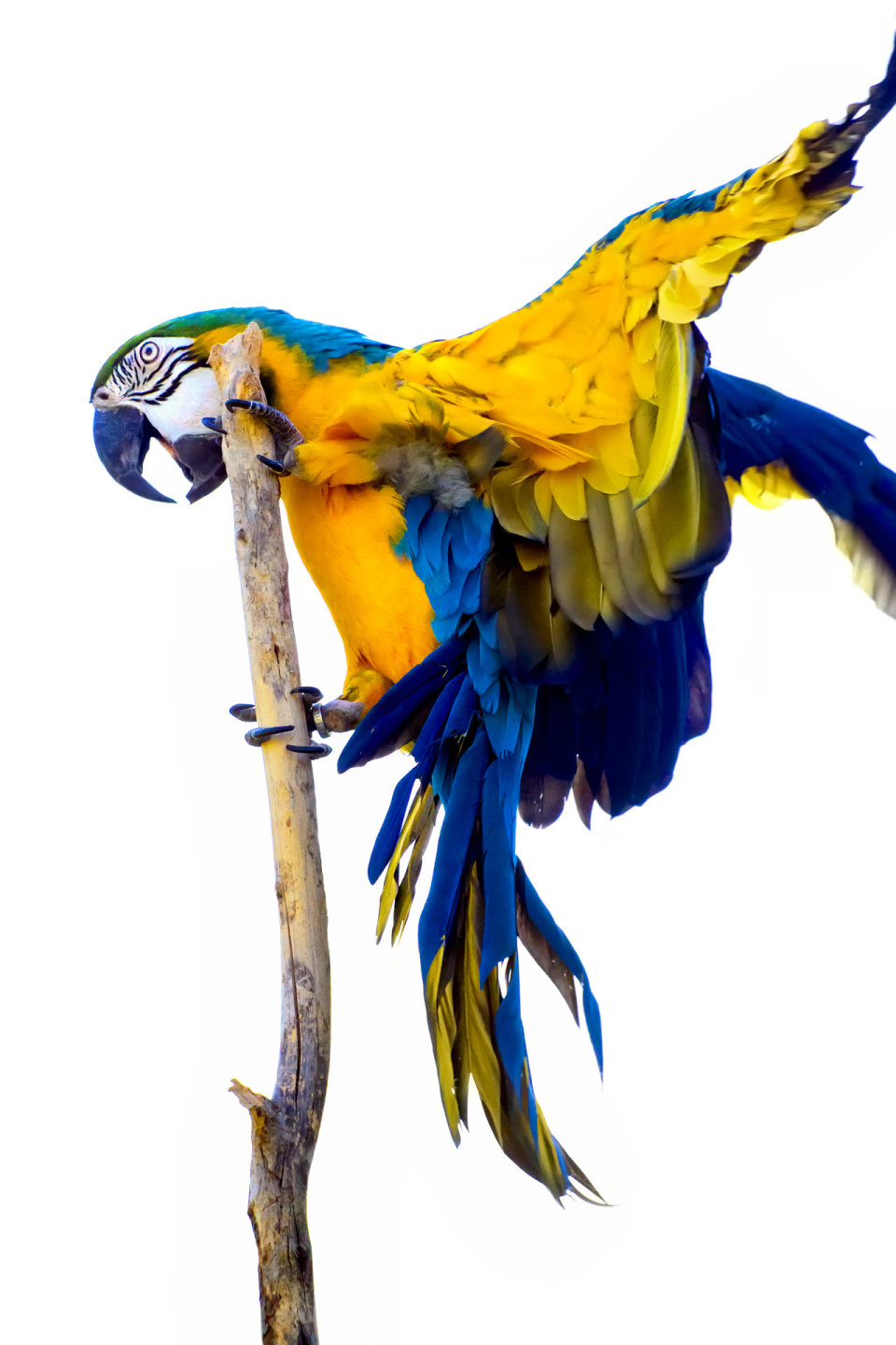 Blue and yellow macaw (Ara Ararauna)