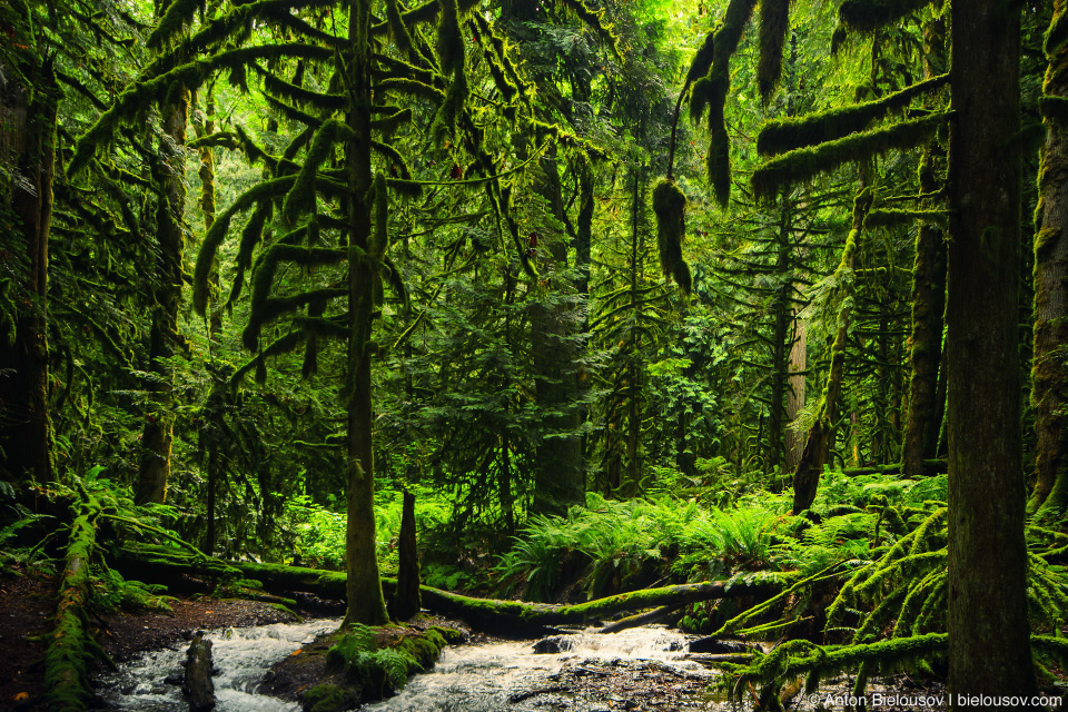 Bridal Veil Falls Provincial Park rain forest