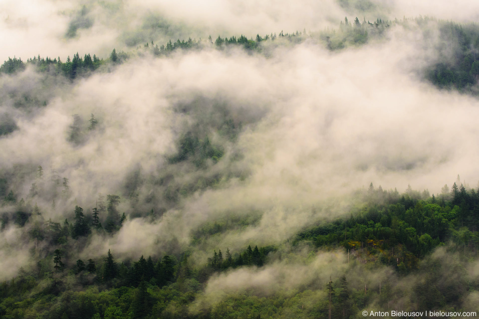 Foggy morning in the mountains of British Columbia