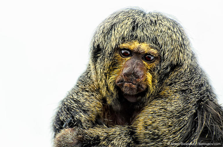 Monkey portrait