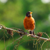 American Robin/ Странствующий дрозд