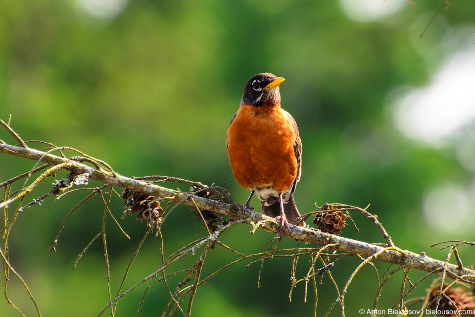 Странствующий дрозд (American robin) в Ванкувере встречается только в парках в то время как в Торонто он есть буквально везде