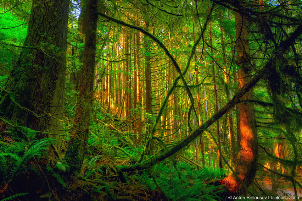 Сapilano canyon forest