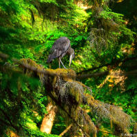 Grey heron on a tree in British Columbia rainforest Grey heron on a tree in British Columbia rainforest