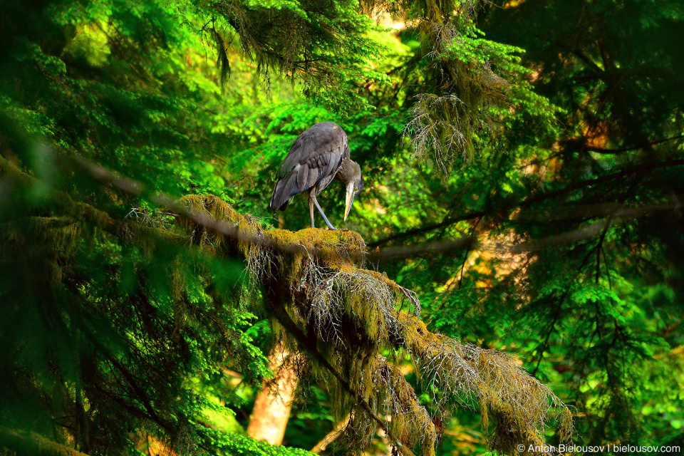 Great Blue Heron — Capilano Canyon, North Vancouver, BC