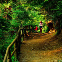 Walking British Columbia rainforest trail at Capilano Canyon Walking British Columbia rainforest trail at Capilano Canyon