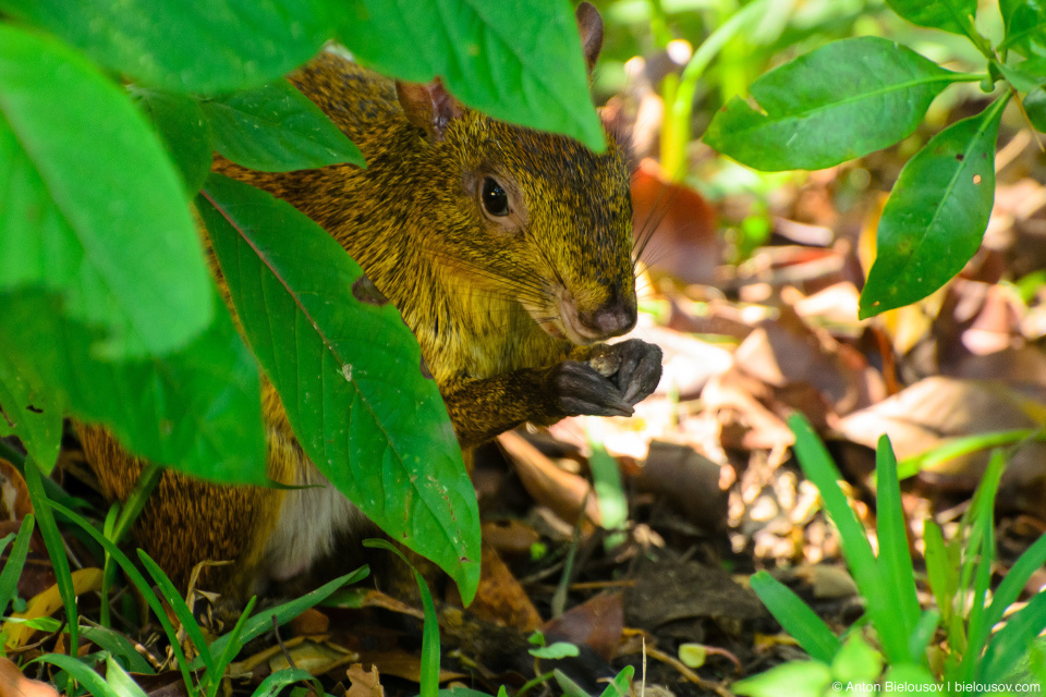 Agouti in Gran Bahia Principe Coba resort. Cancun, Mexico Agouti in Gran Bahia Principe Coba resort. Cancun, Mexico