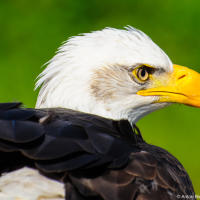 American Bald Eagle (Grouse Mountain) American Bald Eagle (Grouse Mountain)