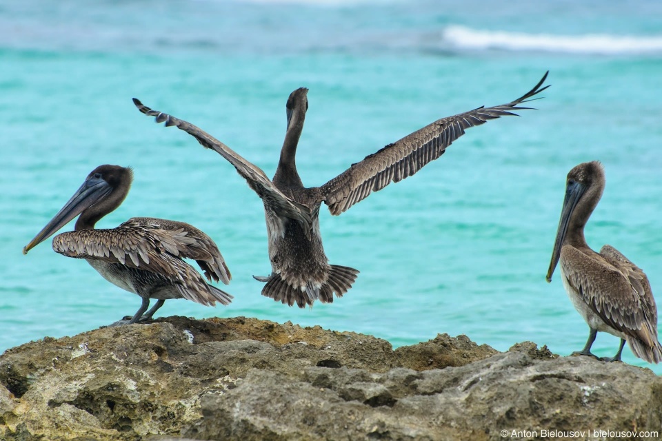 Американский бурый пеликан (Brown pelican/ Pelecanus occidentalis)