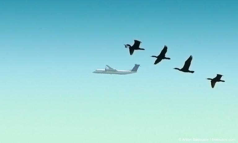 Canadian geese migration