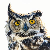 Great horned owl / Виргинский филин