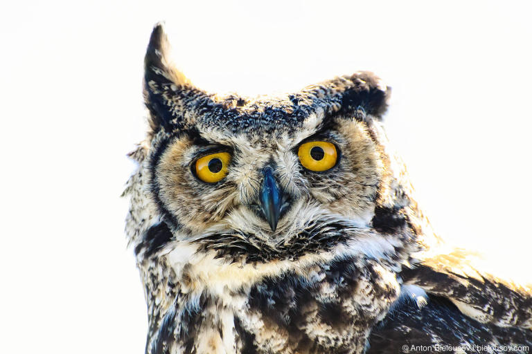 Great Horned Owl