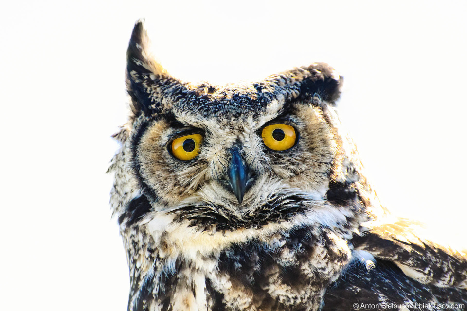 Виргинский филин (Great horned owl / Bubo virginianus)