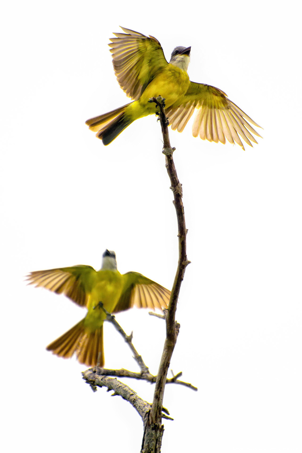 Большая питанага (Great kiskadee / Pitangus sulphuratus) в контровом свете