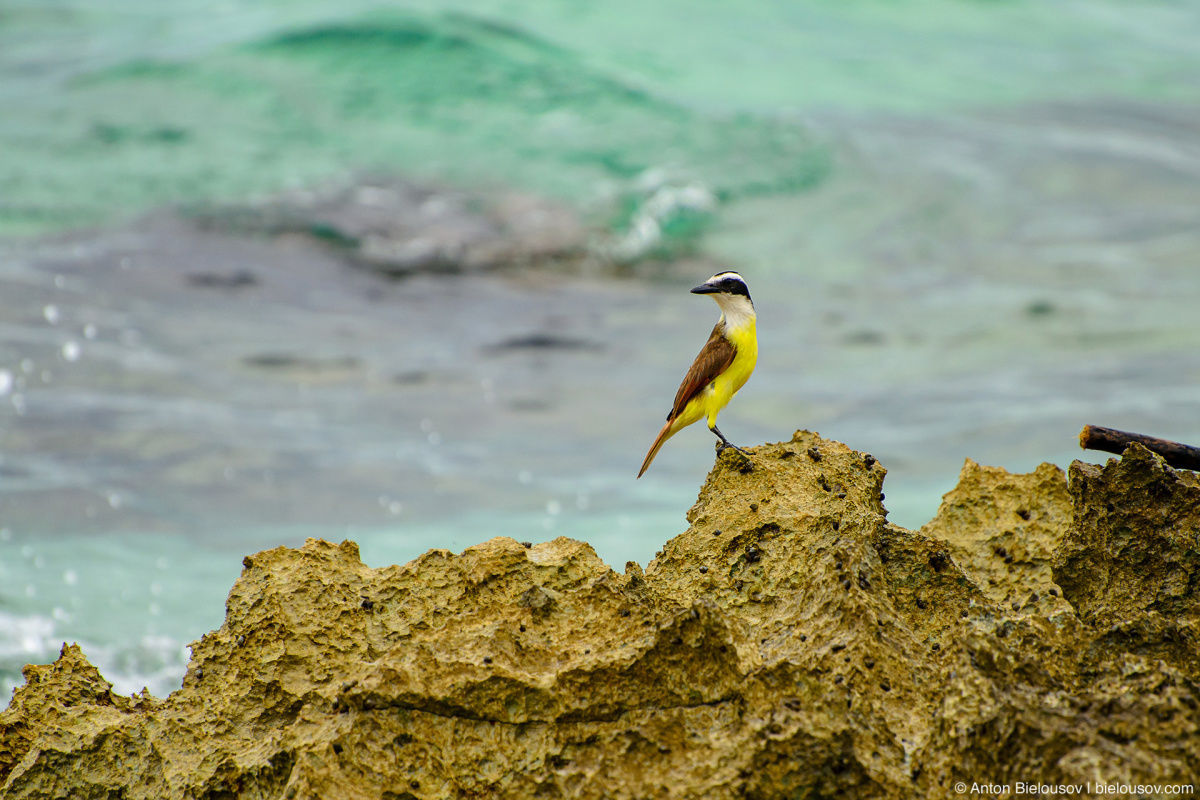 Большая питанага (Great kiskadee / Pitangus sulphuratus) в контровом свете