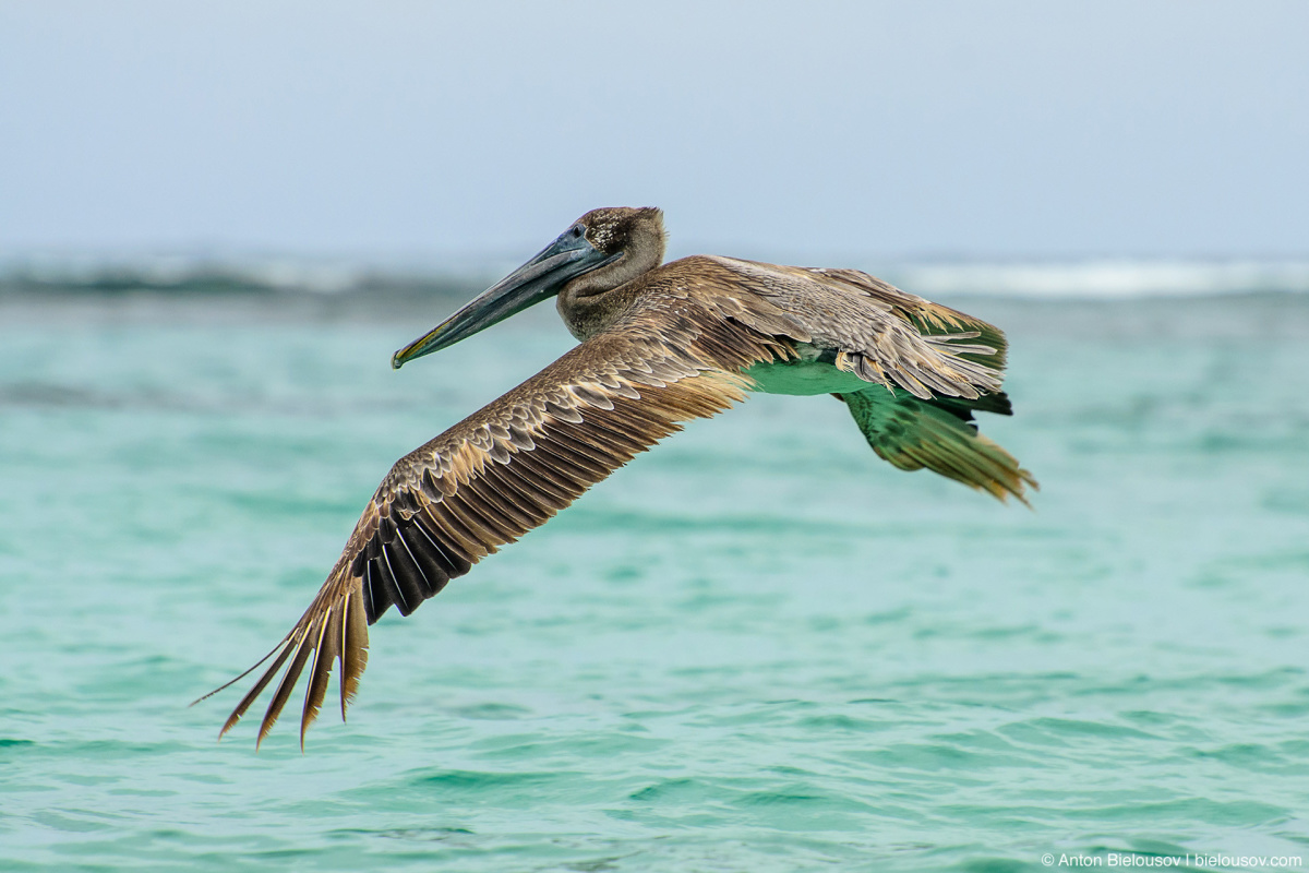 Американский бурый пеликан (Brown pelican/ Pelecanus occidentalis)