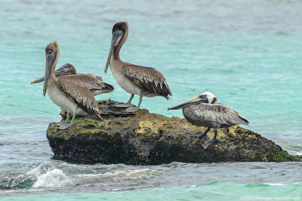 Американский бурый пеликан (Brown pelican/ Pelecanus occidentalis)