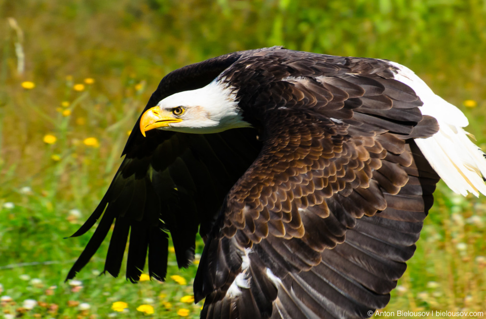 Bald Eagle — Grouse Mountain, North Vancouver, BC