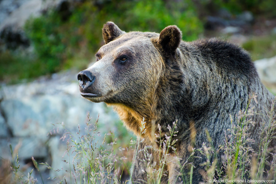 Grouse Mountain grizzly bear