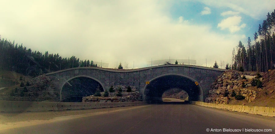 Wildlife overpass in Banff National Park, Canada