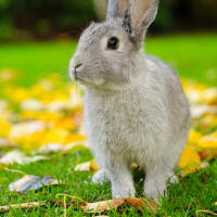 a-rabbit-in-minoru-park-richmond-bc a-rabbit-in-minoru-park-richmond-bc