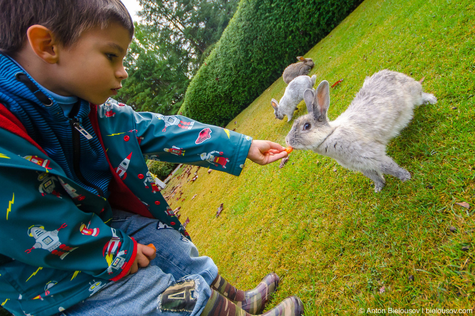 Feeding bunnies in Minoru Park (Richmond, BC)