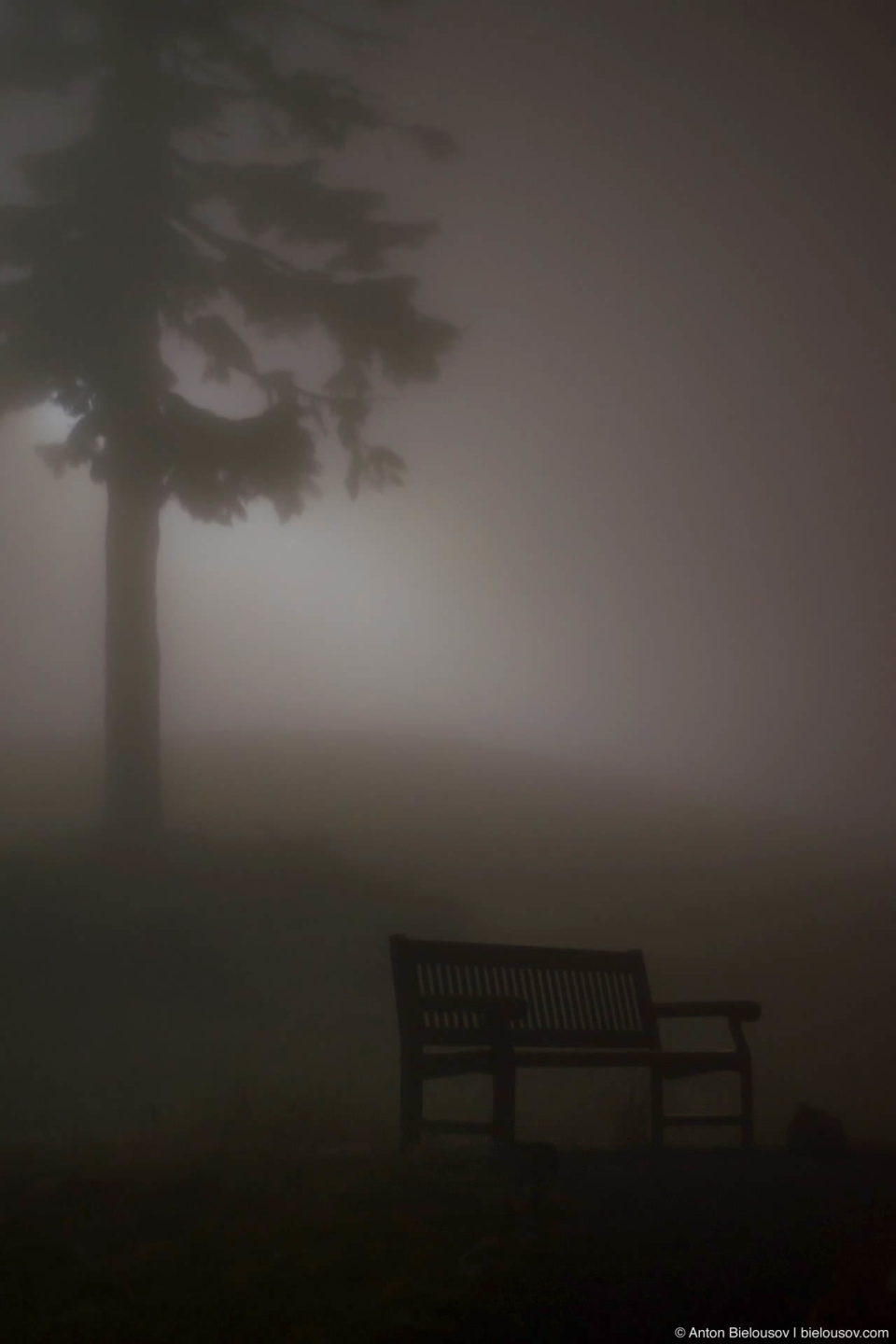 bench and lonely tree in fog on Grouse mountain top