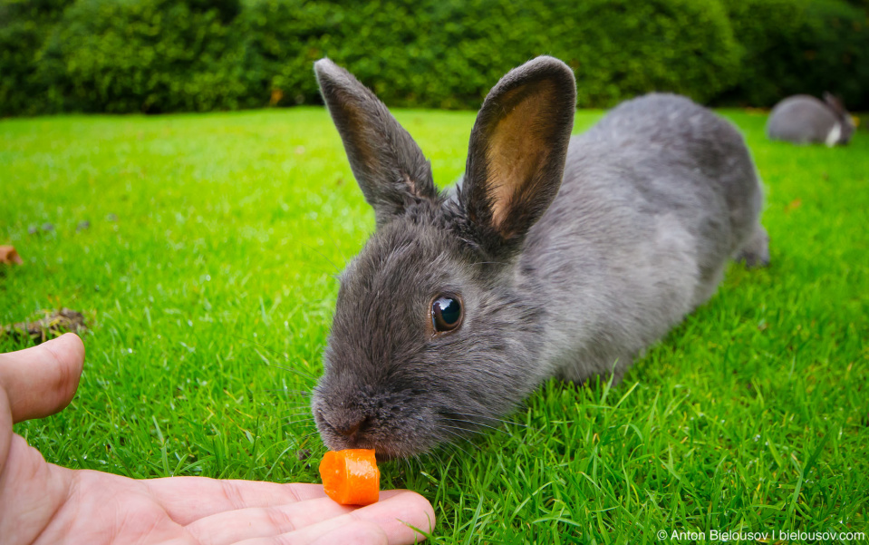 Feeding a rabbit in Minoru Park (Richmond, BC)