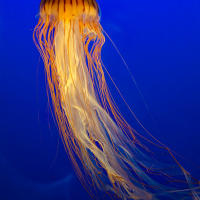 Japanese sea nettle Japanese sea nettle