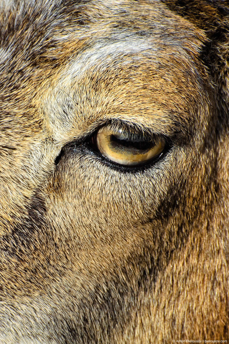 Фото: Зоопарк Торонто (Toronto Zoo)