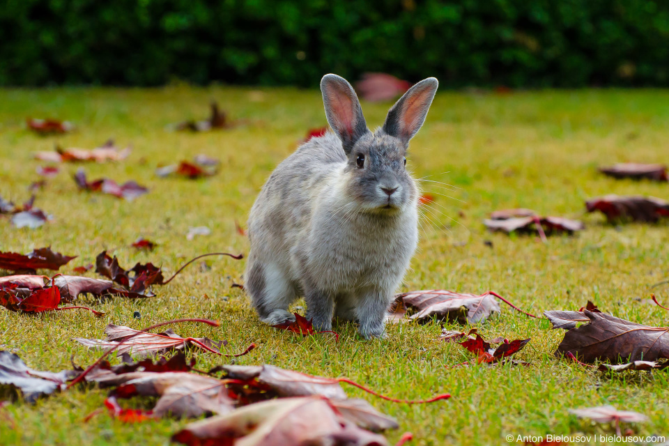 A bunny in canada red maple leafs in Minoru Park (Richmond, BC)